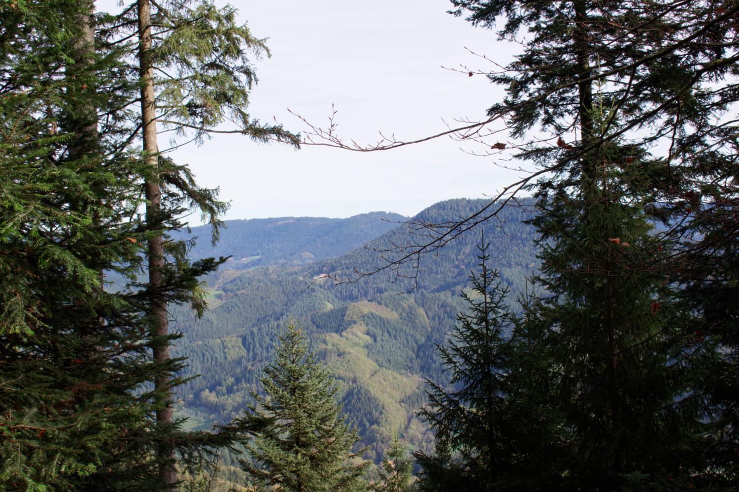 Schwarzwald Panorama